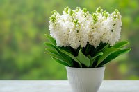 White hyacinth flowers in full bloom arranged in ceramic pot against blurred green background, fresh spring bulb plant with lush foliage for home decor.