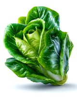 Fresh green romaine lettuce head with water drops on crisp leaves against white background, isolated for food and produce marketing.