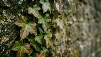 Ivy leaves growing on weathered stone wall with moss, natural climbing plant vegetation creating organic texture pattern for garden landscaping design.