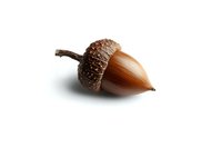 Single brown acorn with detailed textured cap isolated on pure white background, macro photography showing natural autumn detail for seasonal designs.