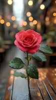 Single red rose with water drops on wooden surface against blurred warm bokeh lights background, romantic mood for Valentine's Day or anniversary celebrations.