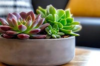 Two colorful succulent plants in modern concrete planter on wooden surface. Indoor gardening and home decor concept for contemporary living spaces.