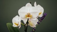 White orchid flowers with purple lavender sprig on dark background for spa wellness aromatherapy and natural beauty concepts.