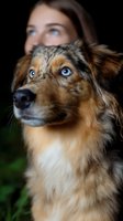 Australian shepherd with striking blue eyes and brown fur poses with owner in dark background, creating dramatic portrait highlighting unique canine features.