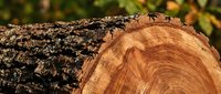 Freshly cut tree trunk showing natural wood grain rings and bark texture in warm sunlight for forestry and lumber industry applications.