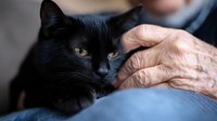Senior person gently petting black cat with golden eyes showing companionship and care between elderly owner and feline pet in cozy home setting.