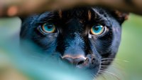 Close-up portrait of black panther with intense blue eyes against blurred natural background, showing fierce wild animal expression and detailed facial features.