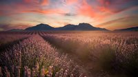 Lavender field at sunset with dramatic orange and pink sky over mountain landscape. Purple flowers bloom in rows creating natural pathway through farmland.
