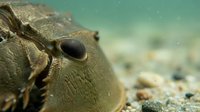 Close-up of sand dollar marine creature on ocean floor with textured shell surface and natural underwater environment for educational content.