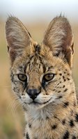 Serval wild cat close-up portrait showing distinctive large ears, spotted fur pattern and golden eyes in natural African savanna habitat for wildlife photography.