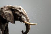 African elephant head profile with water spray from trunk against dark background, dramatic side lighting highlights texture of skin and ivory tusks.
