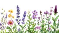 Colorful wildflowers and herbs including lavender, chamomile, and echinacea growing in meadow arrangement, perfect for botanical illustrations and natural wellness themes.