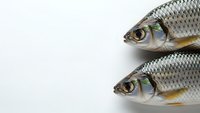 Two fresh raw fish with silver scales and bright eyes on white background for culinary cooking seafood market restaurant menu design.
