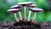 Group of small purple mushrooms growing from dark soil against green blurred background, macro nature photography showing delicate gills and stems in natural light.