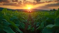 Vibrant green soybean field at sunset with dramatic orange sky and sun rays breaking through clouds, rows of crops stretching toward mountainous horizon.