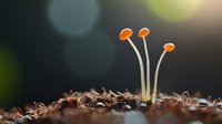 Tiny orange mushrooms sprouting from forest floor with delicate stems against dark blurred background, showcasing nature's miniature ecosystem.