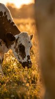 Holstein dairy cow grazing in golden sunset light on farm pasture with warm bokeh background for agriculture and livestock content.