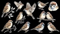 Sparrows and finches in various poses, isolated on transparent background. Ready for clipart, t-shirt design, stickers, print-on-demand products, and sublimation projects.