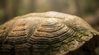 Close-up of turtle shell showing detailed natural texture and growth rings. Reptile carapace with intricate patterns for wildlife and nature projects.