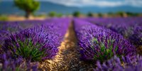 Vibrant purple lavender field with rows stretching to distant mountains, showcasing aromatic blooms in full summer glory against blue sky.