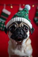 Adorable pug wearing green knitted Christmas hat with pompom against red background with holiday decorations and stockings, festive pet portrait.