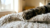 Tabby cat paw resting on soft beige knitted blanket indoors, cozy home comfort and pet companionship concept for lifestyle and wellness content.