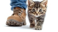 Curious tabby kitten walking next to hiking boot on white background, focus on adorable feline face while exploring, showing playful pet behavior.