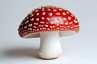 Red and white spotted mushroom Amanita muscaria isolated on white background, detailed macro photography showing texture and pattern of toxic toadstool fungus.