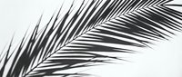 Palm fronds casting dramatic shadows on white wall, creating minimalist botanical composition for modern design and contemporary interior decor projects.