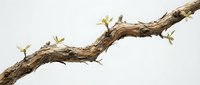 Twisted wooden branch with fresh green sprouts emerging from bark, symbolizing growth, renewal and resilience against neutral background for nature concepts.