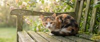 Tabby cat resting on wooden garden bench with green foliage and sunlight in background, outdoor pet portrait for nature and animal content.