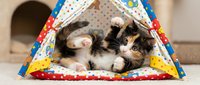 Young tabby and white kitten playing inside colorful fabric tent, isolated on white background for pet product design, greeting cards, and animal-themed marketing materials.