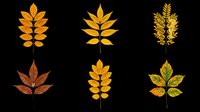 Golden and brown autumn leaves collection isolated on transparent background, ready for t-shirt designs, clipart, stickers, sublimation and print-on-demand projects.