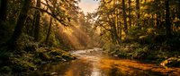 Serene forest stream flows through dense woodland with golden sunlight filtering through tall trees, creating a tranquil nature scene for travel and environmental projects.