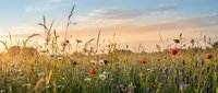 Wildflower meadow with red poppies and purple blooms swaying in golden sunlight during sunset, featuring tall grasses and natural landscape scenery.