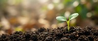Young green seedling sprouting from rich dark soil with soft bokeh background, symbolizing growth, new beginnings, and environmental sustainability.