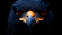 Close-up portrait of black eagle with piercing red eyes and orange beak against dark background, dramatic wildlife photography showing fierce predator expression.
