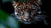 Close up portrait of young jaguar face showing detailed fur pattern, intense amber eyes, and long whiskers against dark background with green bokeh effect.