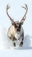 Majestic reindeer with large antlers running through deep snow creating powder spray in winter landscape for holiday and seasonal designs.