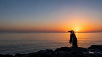 Silhouette of penguin standing on rocky coastline during golden hour sunset over calm ocean waters with dramatic sky colors.