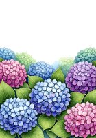 Colorful hydrangea flowers in pink, blue and purple hues with green leaves on white background for spring garden designs and floral decorations.