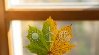 Young woman holding autumn maple leaf showing seasonal transition from green to golden yellow colors against bright window light.