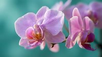Pink orchid flowers blooming with delicate petals and intricate patterns against soft turquoise background for spa wellness and botanical decor.