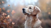 Cream-colored retriever gazing upward amid falling autumn leaves in soft, warm light. Perfect for pet, nature, and seasonal marketing materials.