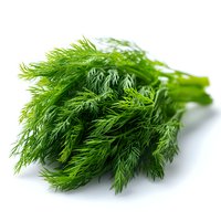 Fresh green dill bunch with feathery leaves isolated on white background, macro view of aromatic culinary herb used in cooking and garnishing.