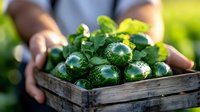 Fresh organic cucumbers in rustic wooden crate held by farmer hands. Sunlit garden harvest with water drops on green vegetables shows farm to table concept.
