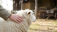 Person's hand gently touching white sheep wool in rural farm setting with barn background, livestock care and agriculture concept.