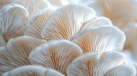 Delicate white oyster mushrooms in macro view showing detailed gills and layered pattern, fresh organic fungi growing in cluster with soft beige tones.