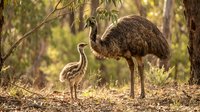Adult emu with chick in natural Australian bush habitat during golden hour light for wildlife photography and nature documentation projects.