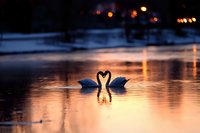 Pair of white swans forming heart shape with necks on tranquil lake at sunset, romantic scene with bokeh lights reflecting on water surface in winter.